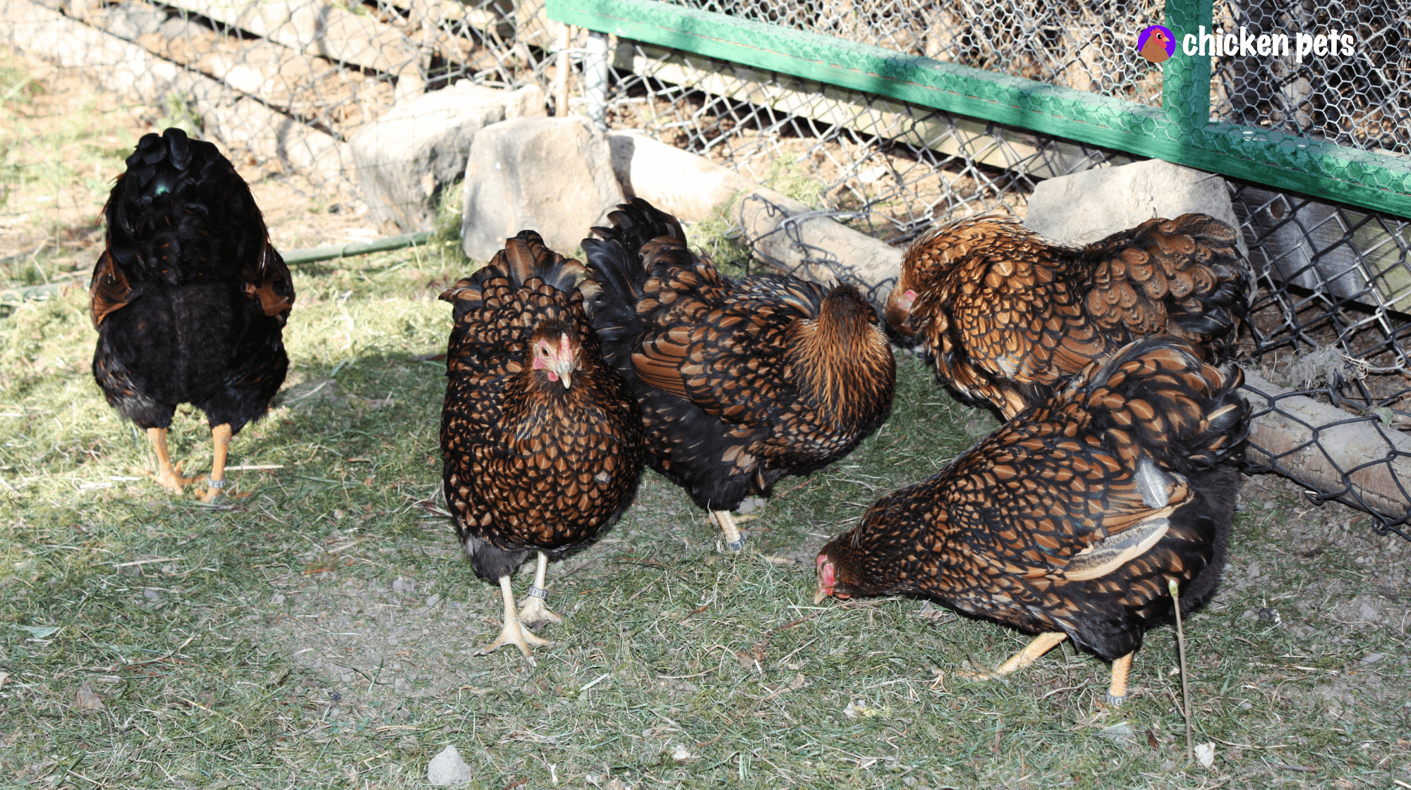 golden laced wyandotte chicken hens