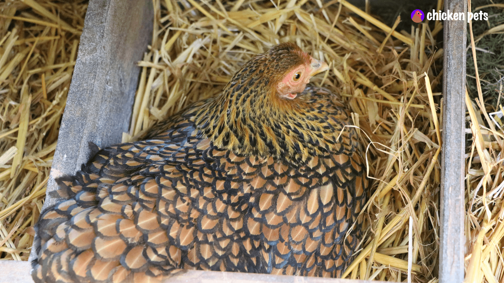 golden laced wyandotte nest