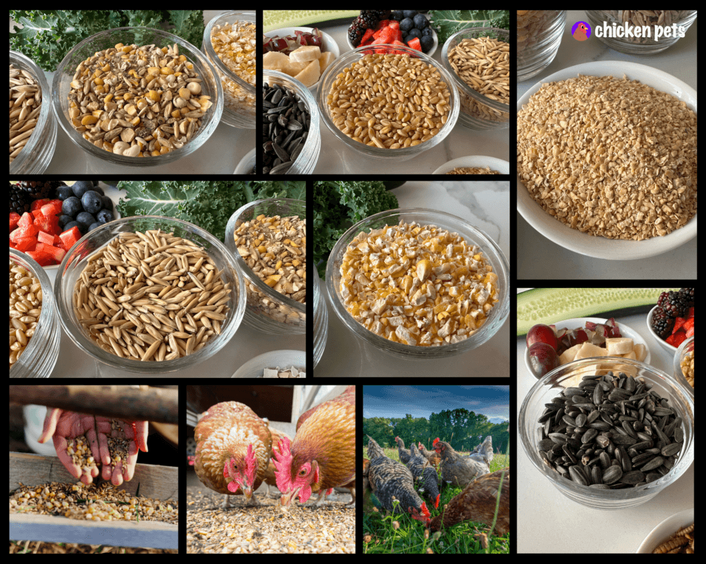 Homemade Chicken Feed Recipe. Organic! Chicken Pets