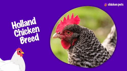 Holland Chicken Breed. What is it?