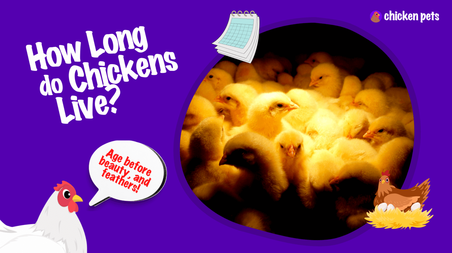 How to Tell How Old Your Chickens Are Chicken Pets