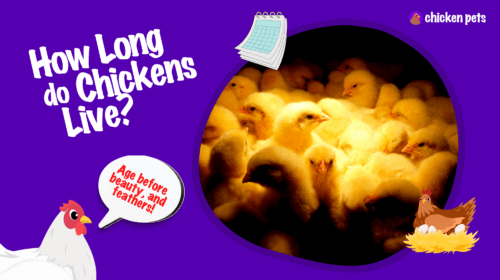 How Long do Chickens Live? Chicken Lifespan