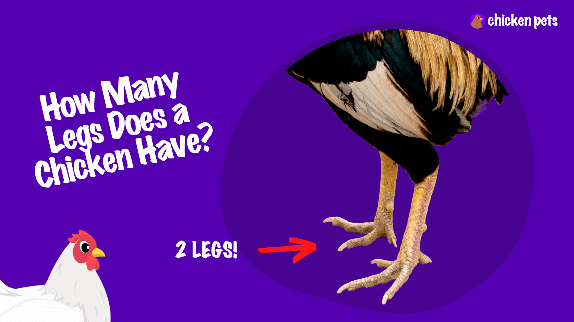 how many legs does a chicken have