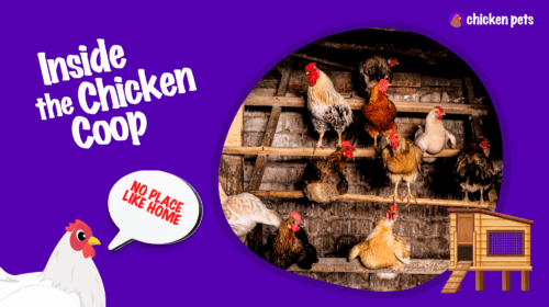 What Should Be Inside a Chicken Coop?