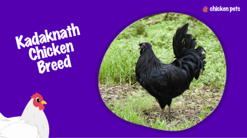 Kadaknath Chicken Breed. What is it?