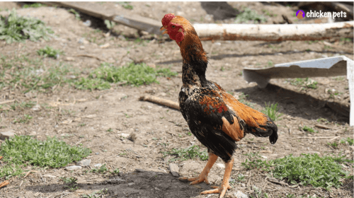 Ko Shamo Chickens. Feisty Fowls: The Ultimate Guide