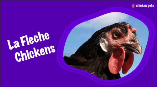 La Fleche Chicken Breed. What is it?