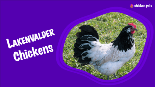 Lakenvelder Chicken Breed. What is it?