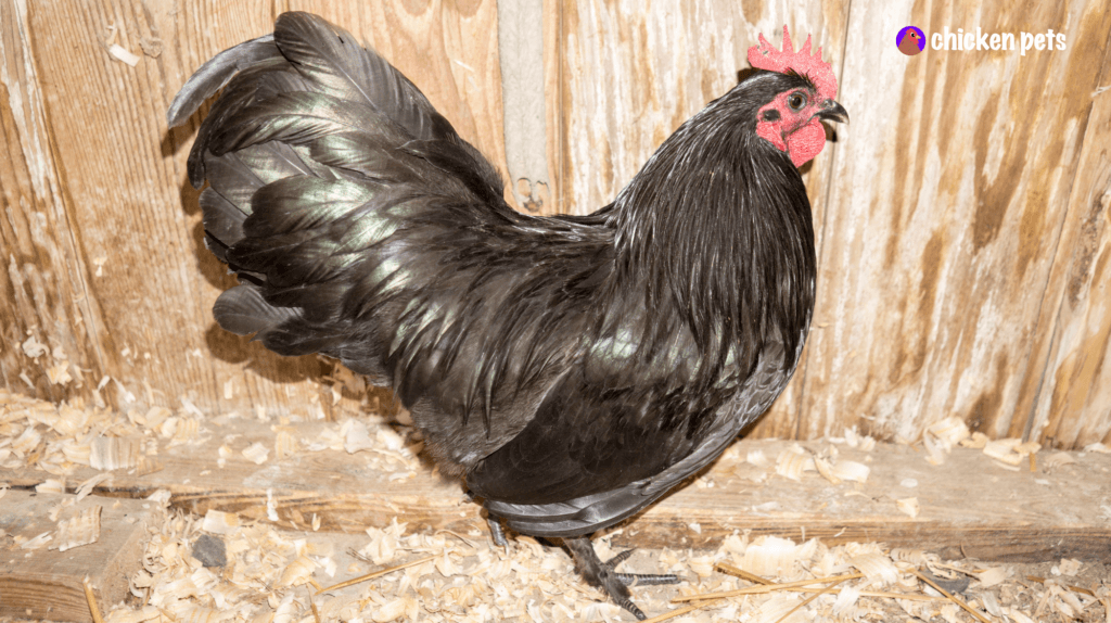 Langshan Chicken Breed. What is it? - Chicken Pets