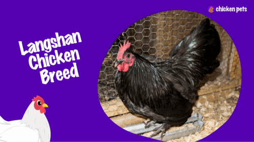 Langshan Chicken Breed. What is it?