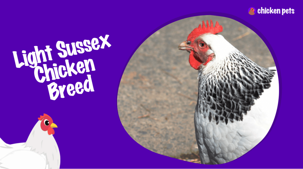 Light Sussex Chicken Breed. What is it? - Chicken Pets