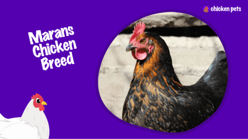 Marans Chicken Breed. What is it?