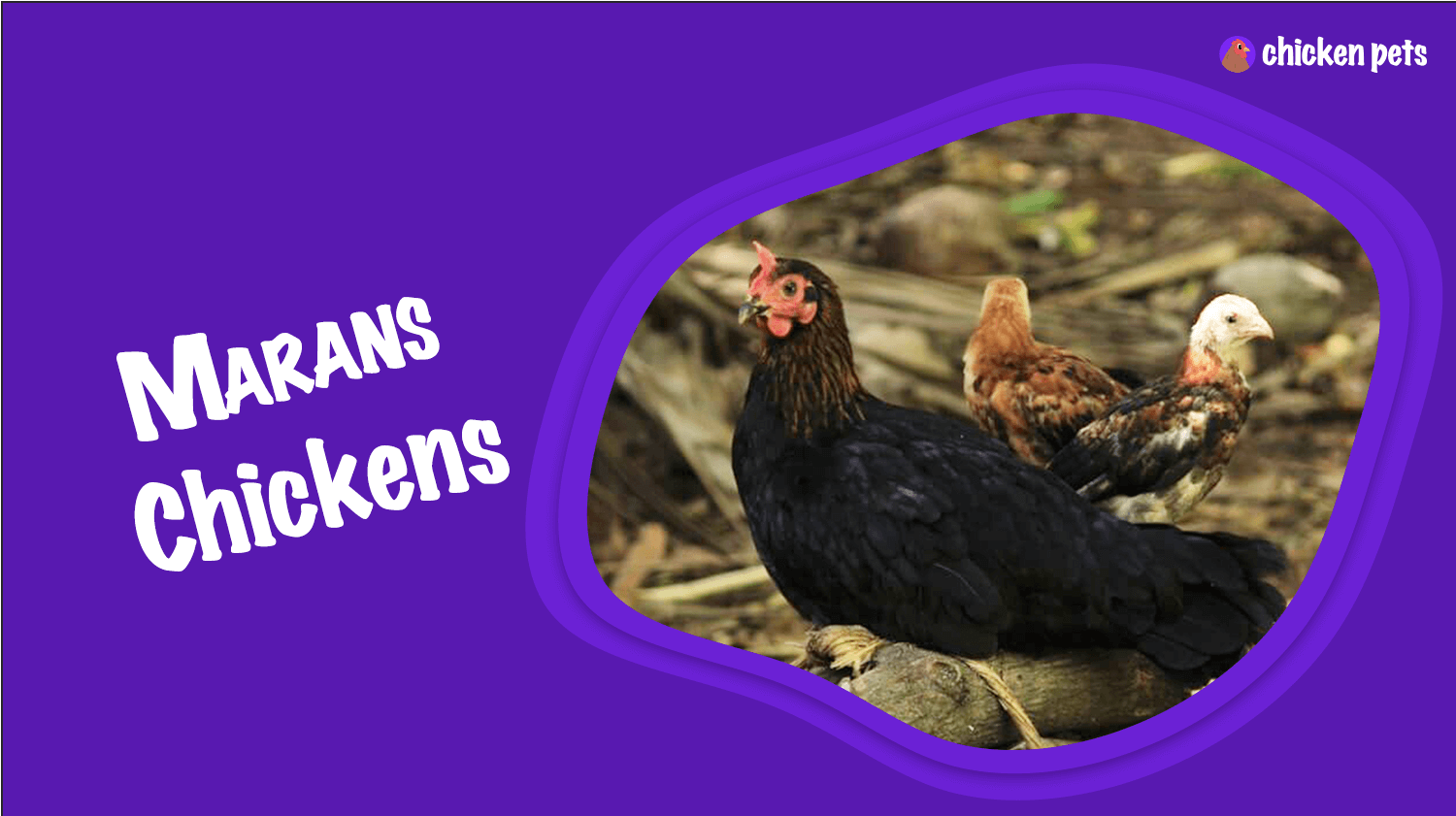 marans chicken breed