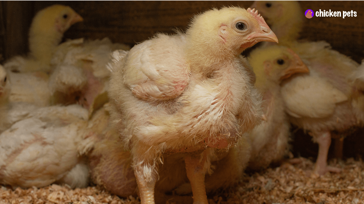 molting baby chicken