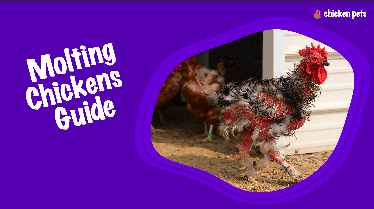 molting chickens