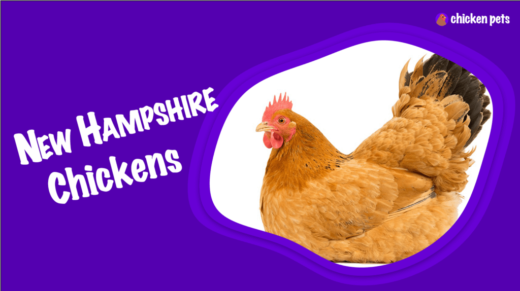 New Hampshire Chicken Breed. What is it? Chicken Pets