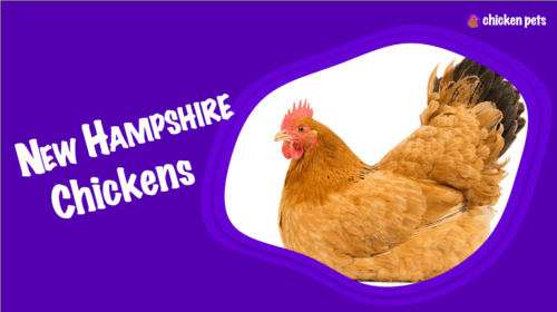 New Hampshire Chicken Breed. What is it?