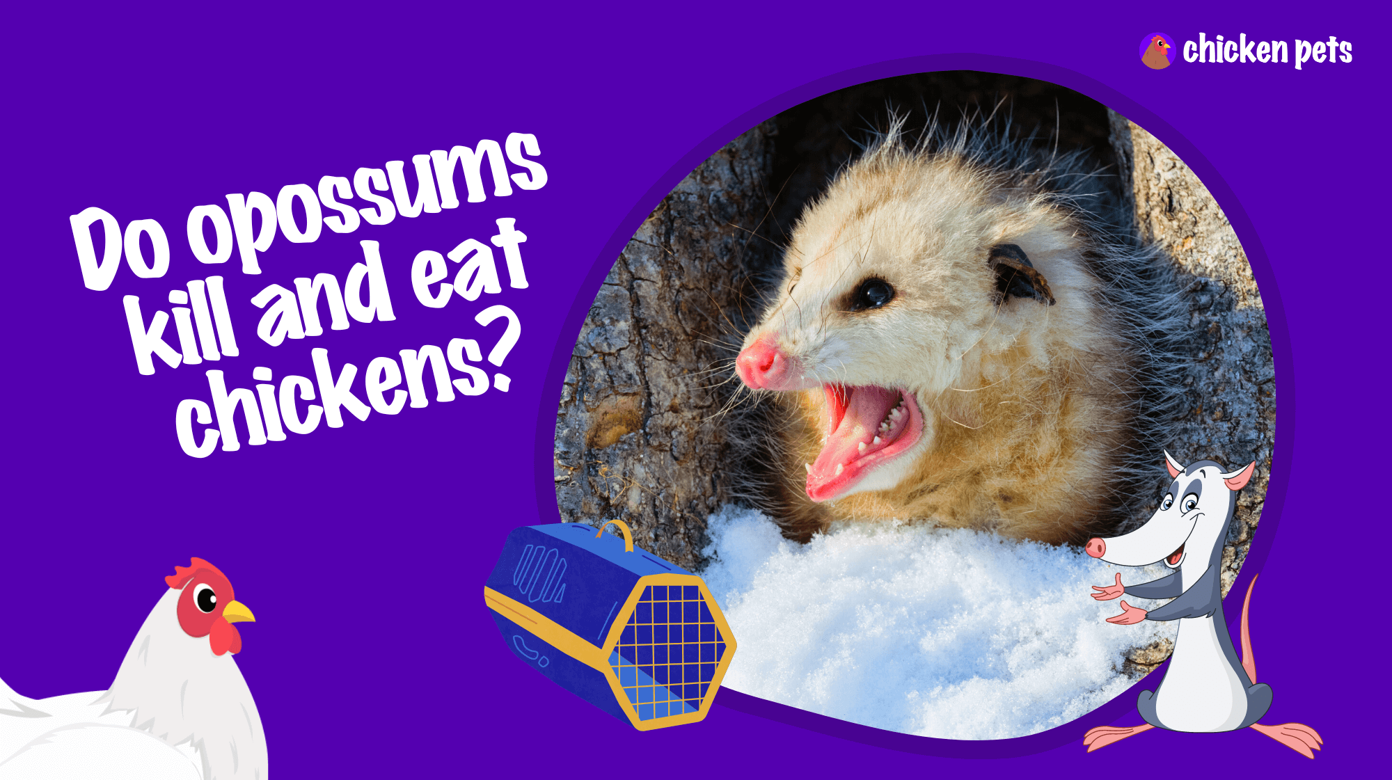 do opossums kill and eat chickens