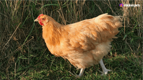 Orpington Chicken Breed. What is it?