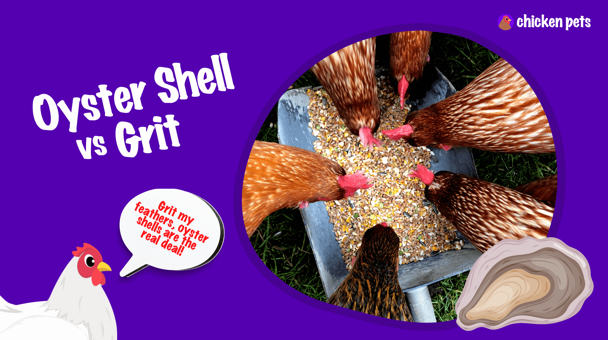 Oyster shell vs grit for your chickens
