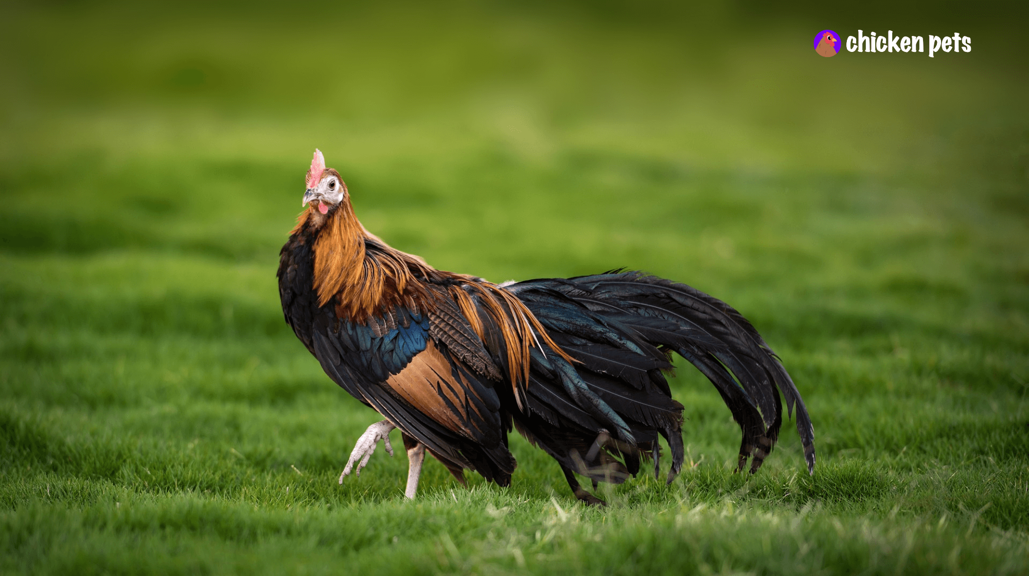 phoenix rooster