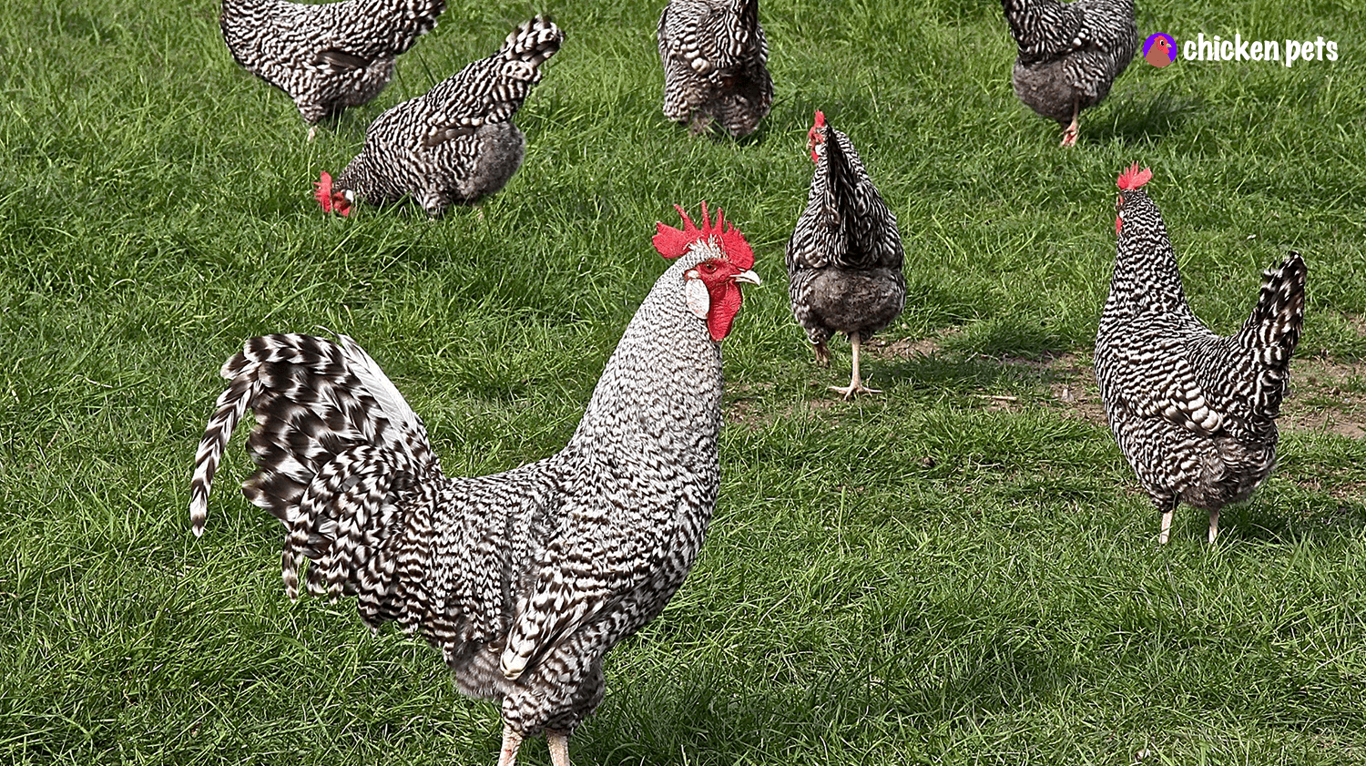 Plymouth Rock chicken hens and roosters