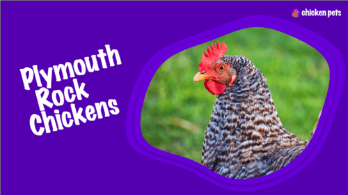 Plymouth Rock Chicken Breed. What is it?