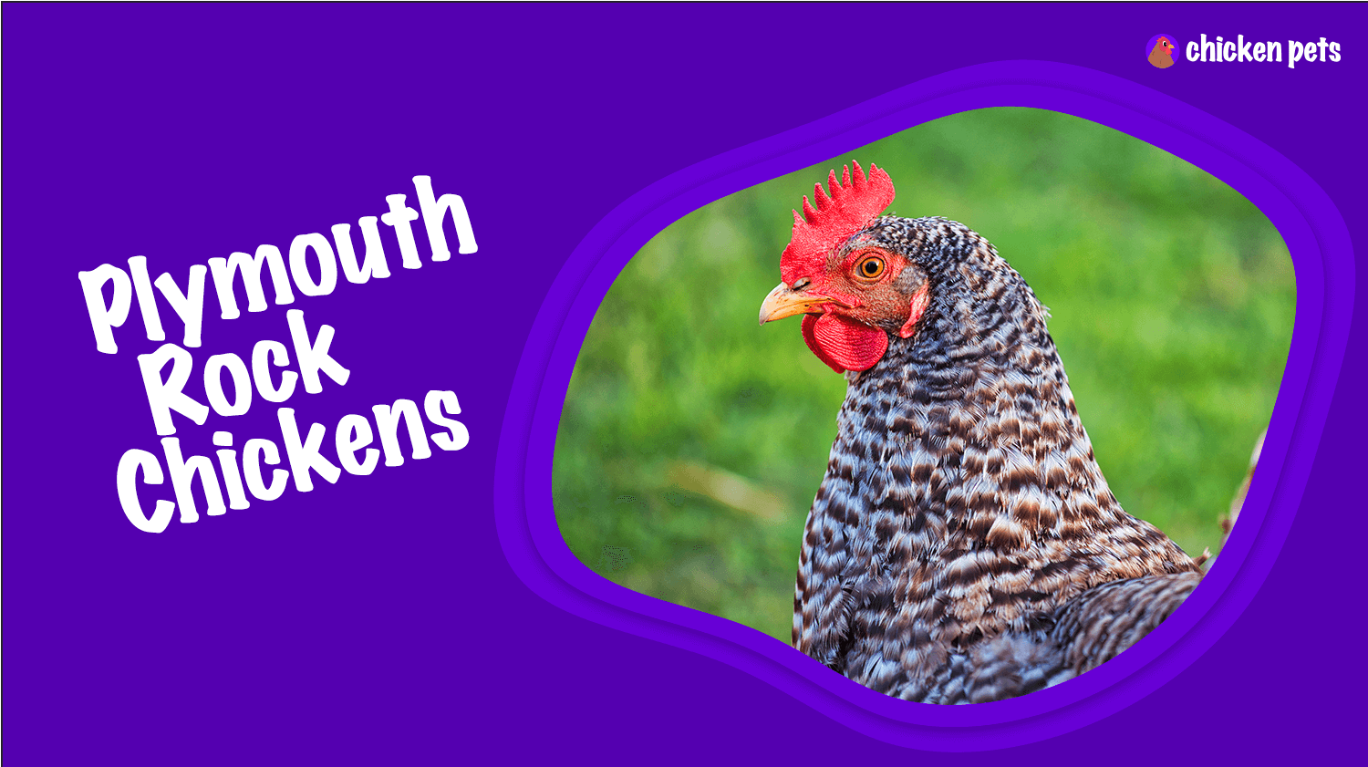 Plymouth Rock chicken breed