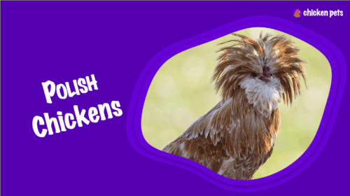 Polish Chicken Breed. What is it?