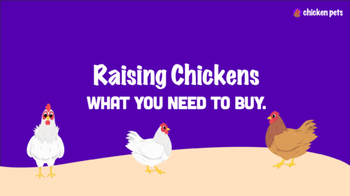 Raising Chickens: What You Need to Buy