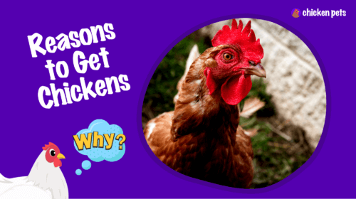 10 Reasons Why You Should Get Backyard Chickens
