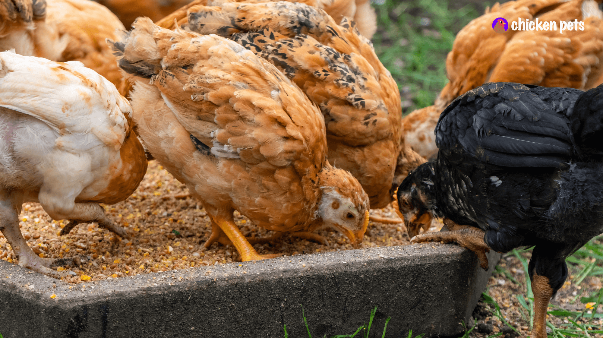 recipe poultry feed