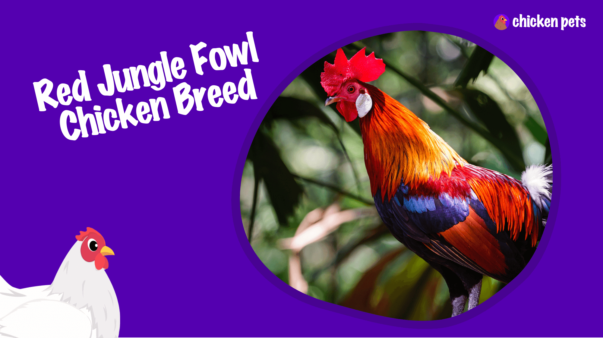 red jungle fowl chicken breed