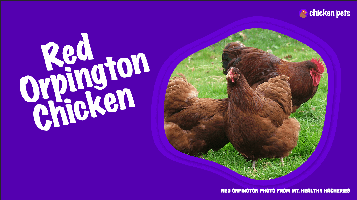 Red Orpington chicken breed