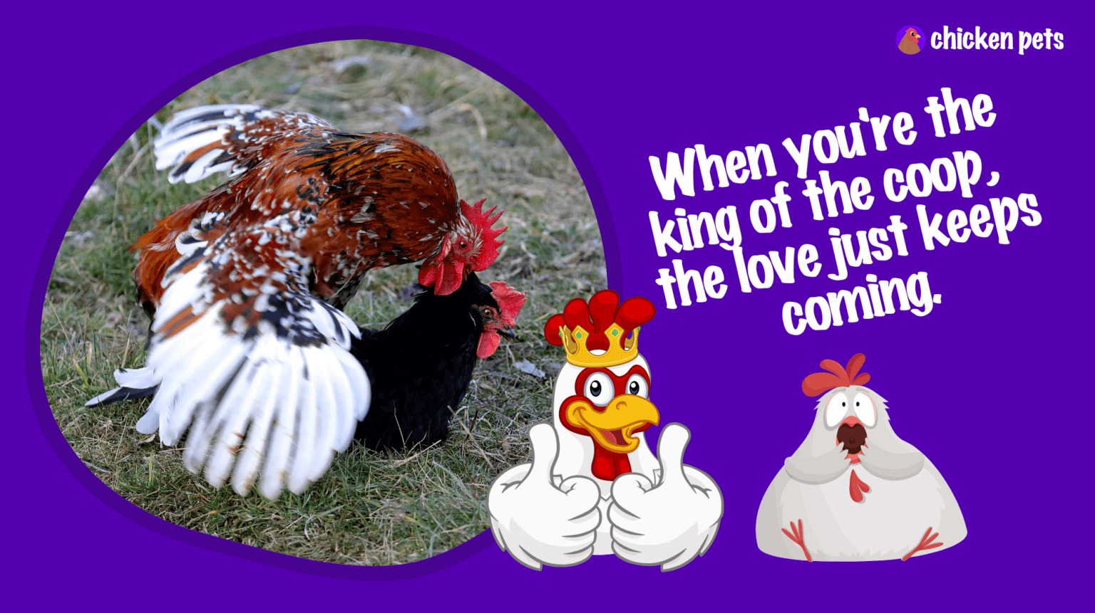 Do Chickens Have Sex? Let's Go Deep! - Chicken Pets