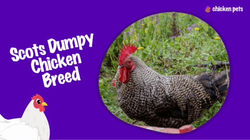 Scots Dumpy Chicken Breed. What is it?