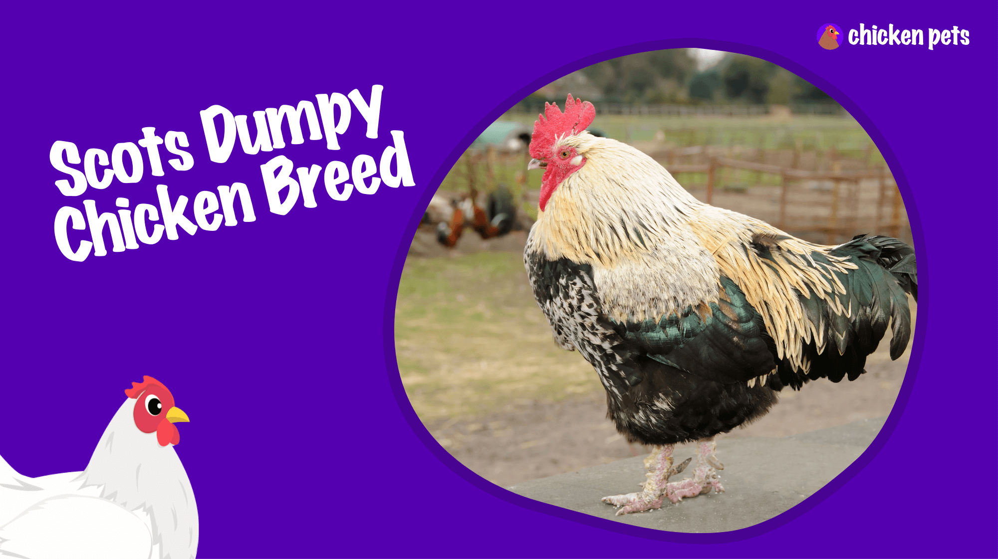 Scots dumpy chicken breed