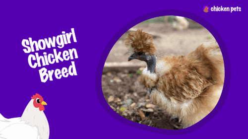 Showgirl Chicken Breed. What is it?