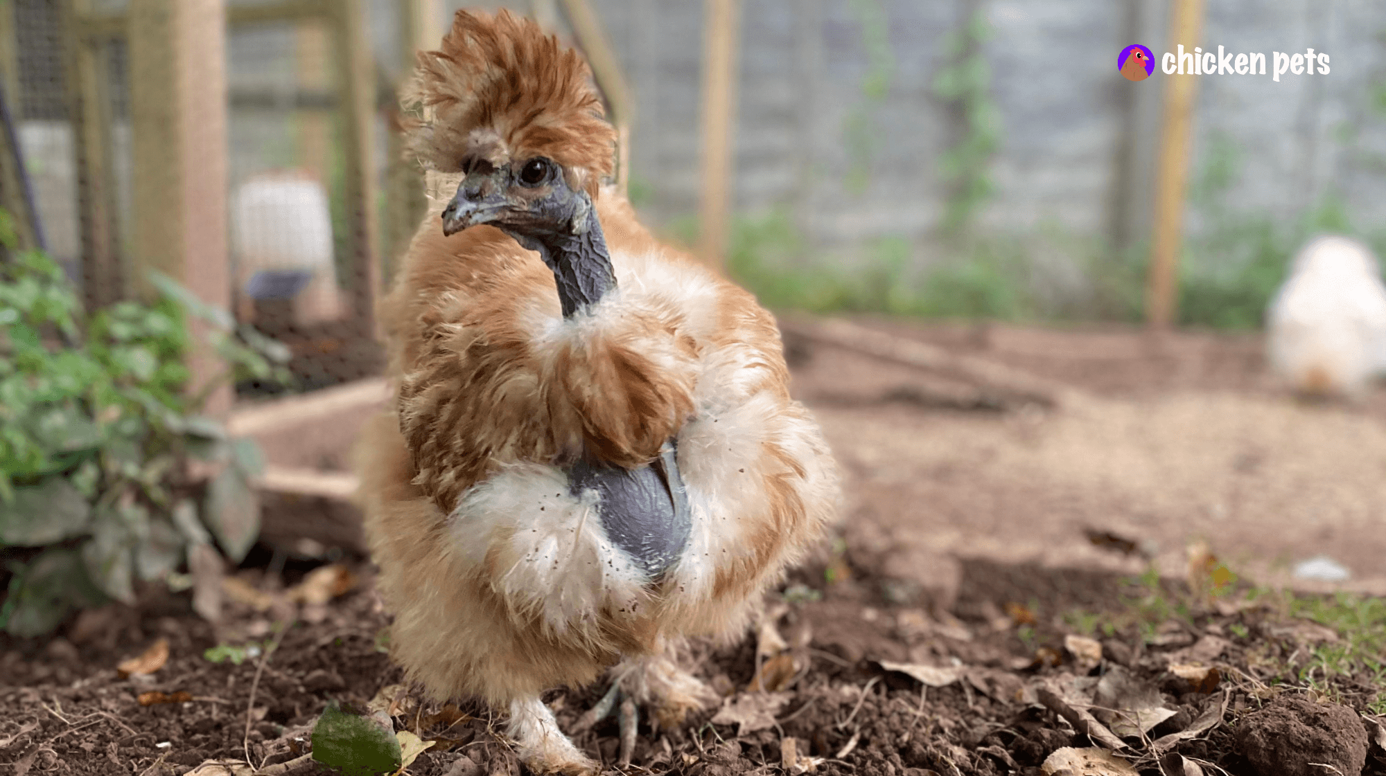 showgirl chicken