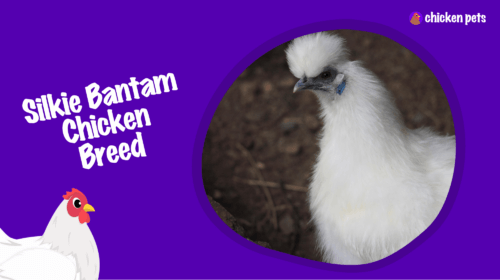 Silkie Bantam Chicken Breed. What is it?