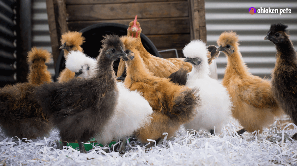 silkie chicken group chicks
