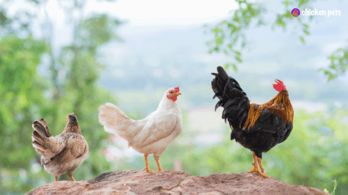 Little Chickens. Tiny, Small Chicken Breeds