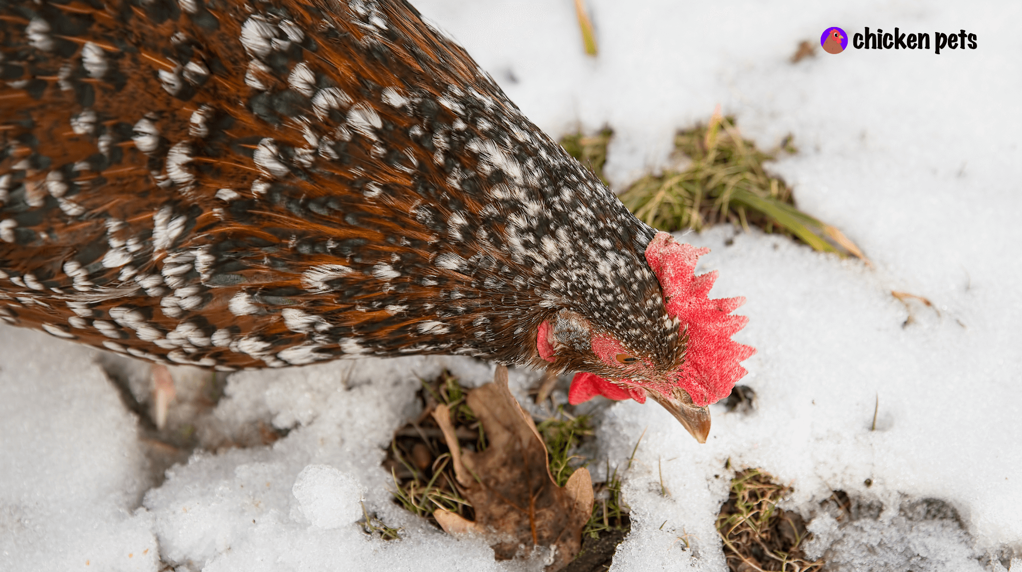 speckled sussex chicken snow
