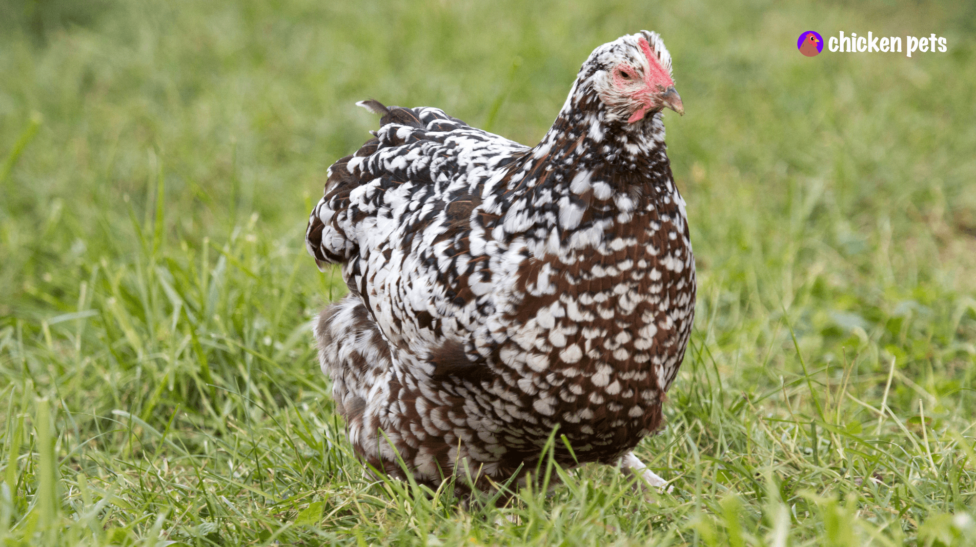 speckled sussex chicken