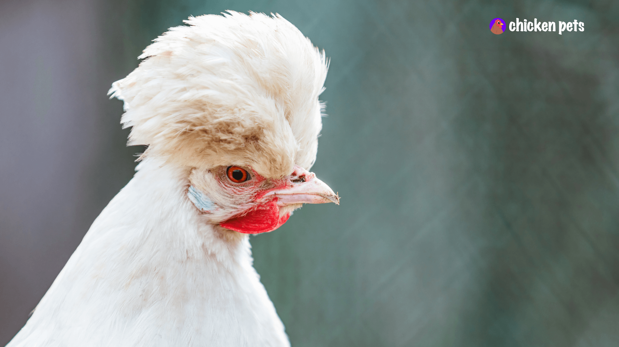sultan chicken