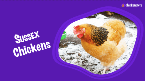 Sussex Chicken Breed. What is it?