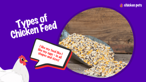 Types of Chicken Feed for Backyard Chickens