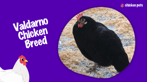 Valdarno Chicken Breed. What is it?