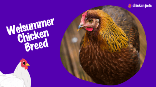 Welsummer Chicken Breed. What is it?