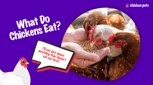 What Do Chickens Eat? A Feeding Guide
